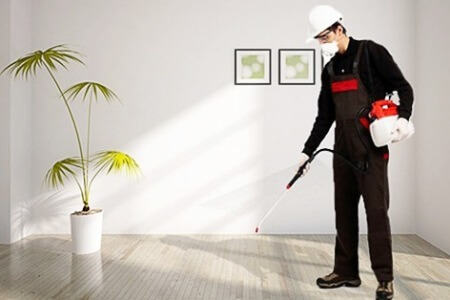 شركة مكافحة حشرات بالطائف