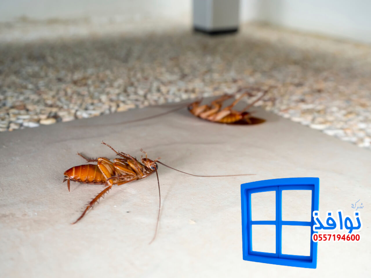 شركة مكافحة صراصير بخميس مشيط