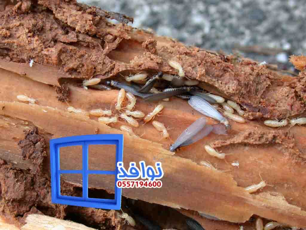 شركة مكافحة النمل الابيض بخميس مشيط 