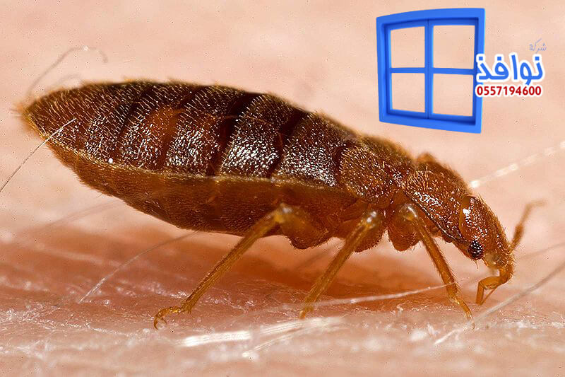 شركة مكافحة بق الفراش بخميس مشيط