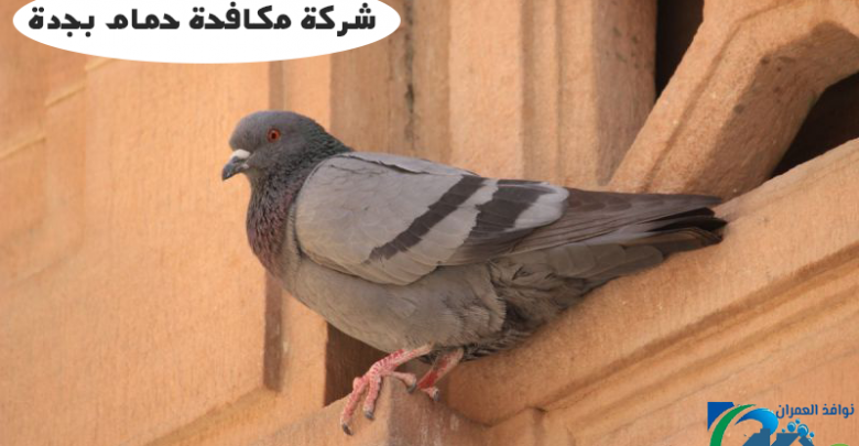 شركة مكافحة حمام بجدة