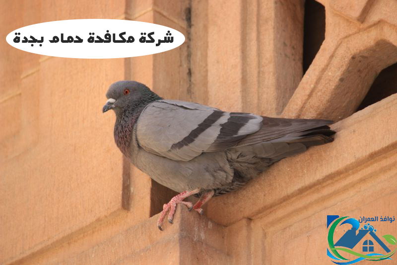 شركة مكافحة حمام بجدة