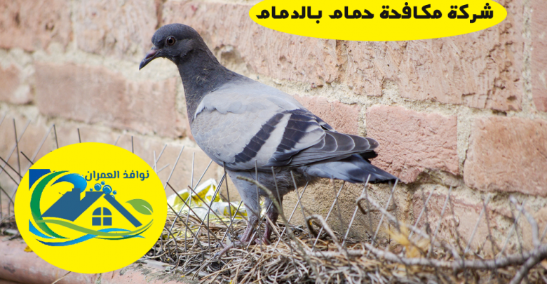 شركة مكافحة حمام بالدمام