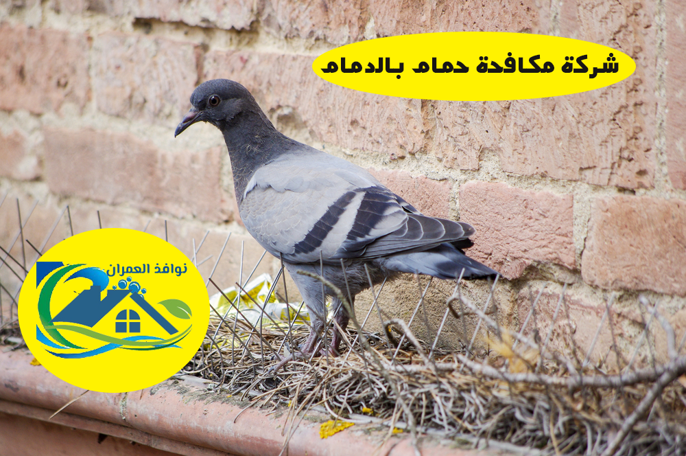 شركة مكافحة حمام بالدمام