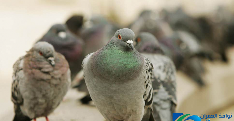 شركة تركيب شبك حمام بابها