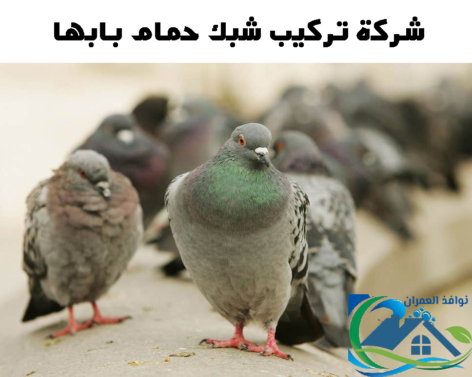 شركة تركيب شبك حمام بابها