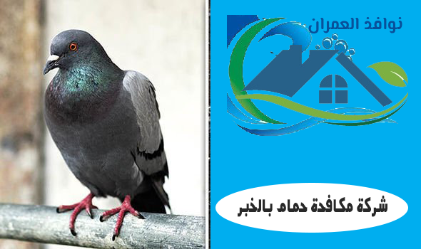 شركة مكافحة حمام بالخبر