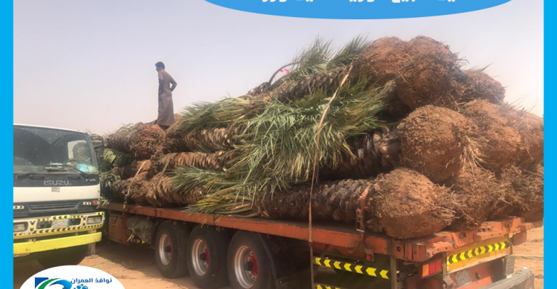 نخيل للبيع توريد نخيل وزراعته