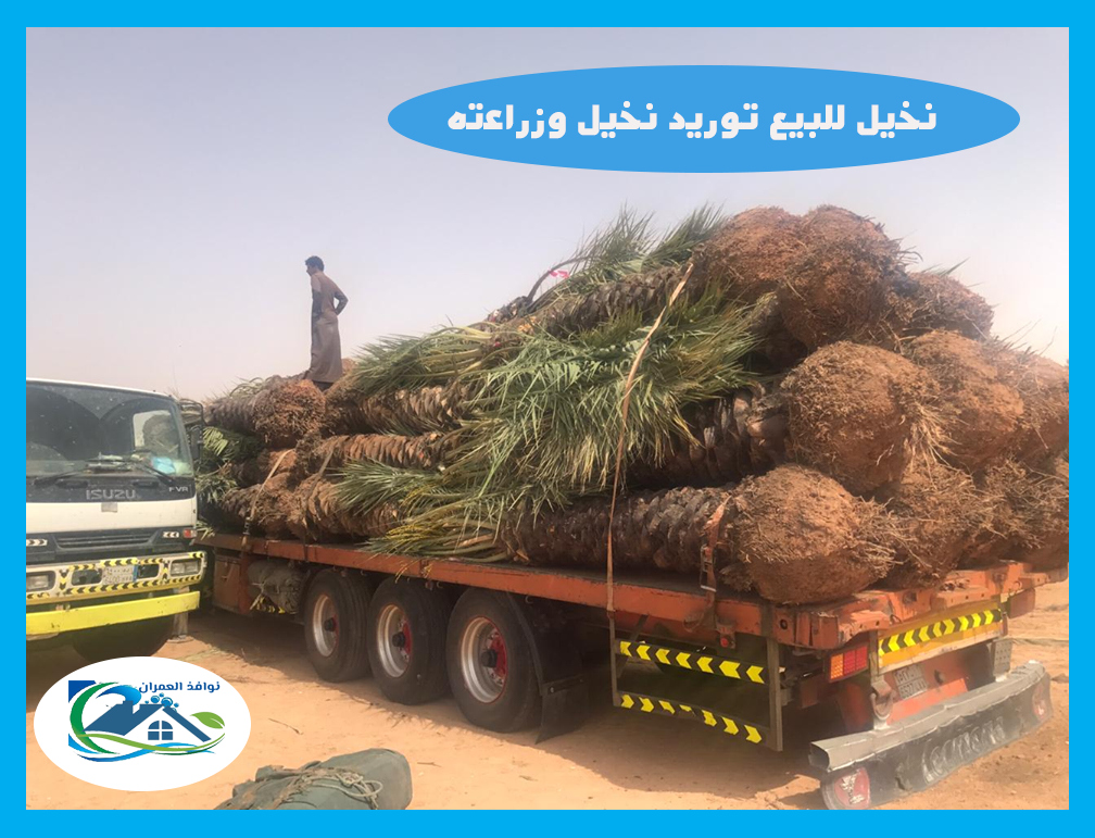 نخيل للبيع توريد نخيل وزراعته