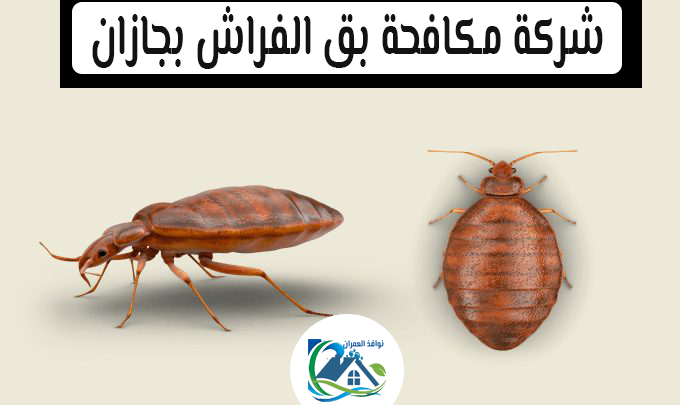 شركة مكافحة بق الفراش بجازان