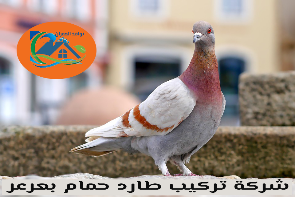 شركة تركيب طارد حمام بعرعر