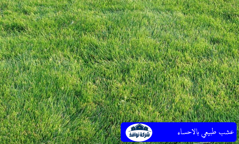عشب طبيعي بالاحساء