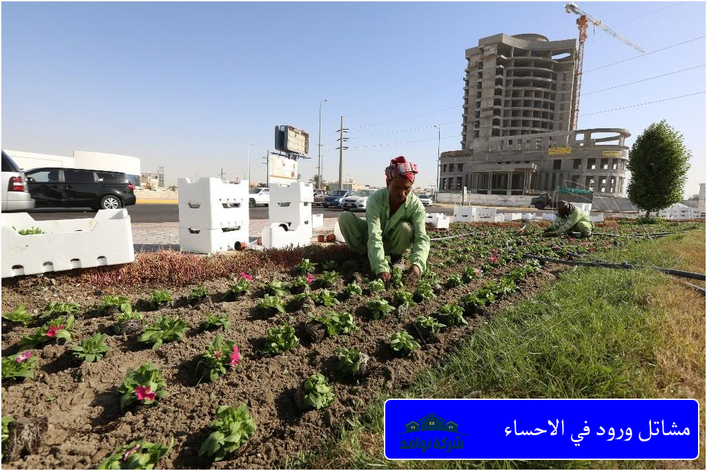 مشاتل ورود في الاحساء