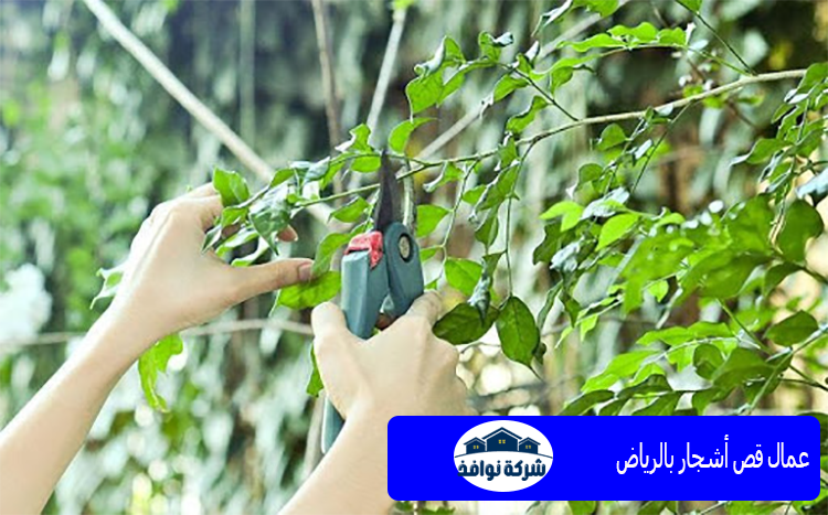 عمال قص أشجار بالرياض
