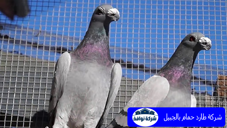 شركة طارد حمام بالجبيل